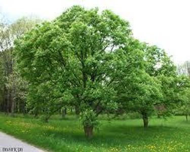 Buckeye Tree