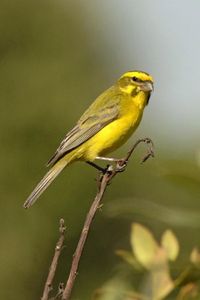 Canary