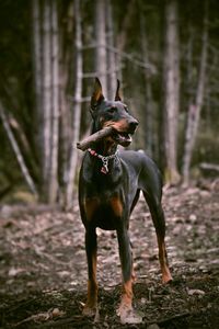 Doberman