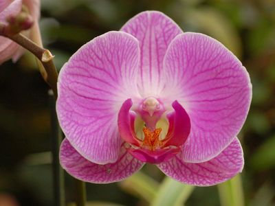 Orchid