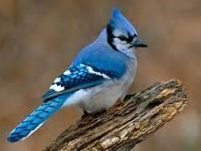 Blue Jay