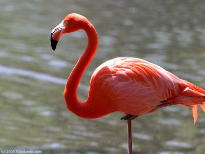 Flamingo