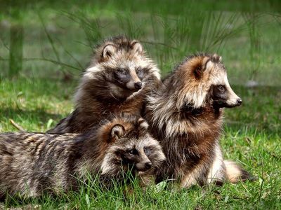 Raccoon Dog