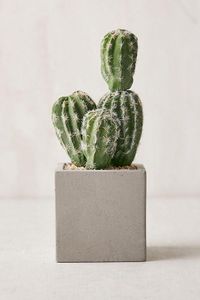 A cactus