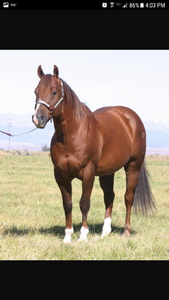 Quarter horse