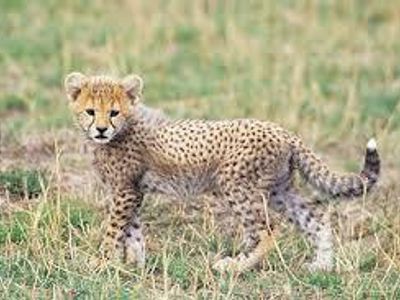 Cheetah