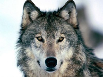 Gray Wolf