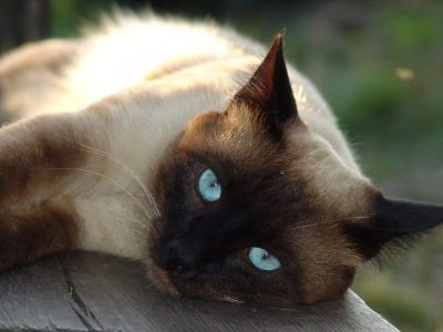 Siamese