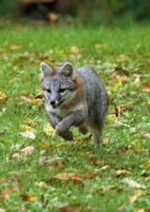 Grey Fox