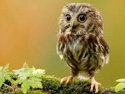 Owl