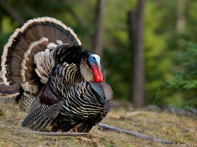 Wild Turkey