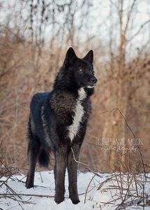 You are a black wolf with white chest blue eyes, alpha