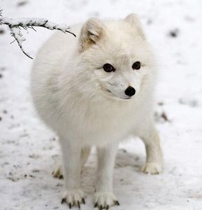 Arctic Fox