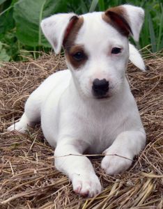 Jack Russel