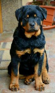 Rottweiler