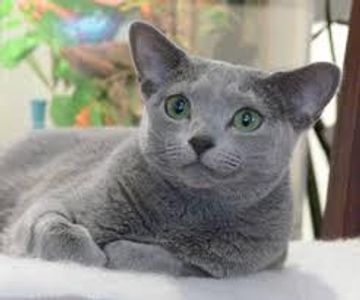 Russian Blue