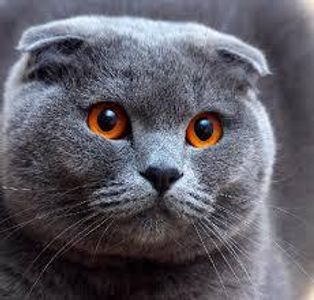 Scottish Fold