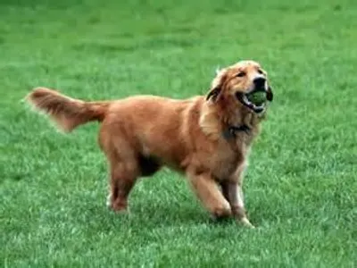 Golden Retriever Golden Retriever