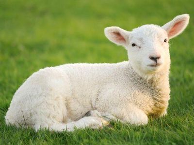 Did Mary really own a lamb?