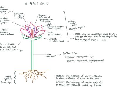 Which part of the flower produces pollen?