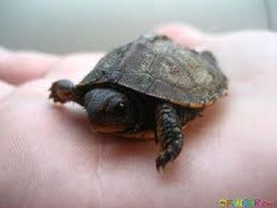 What are baby turtles called?