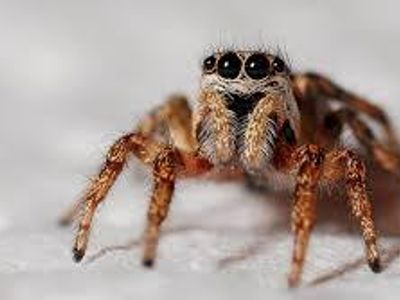 And this eight legged animal?