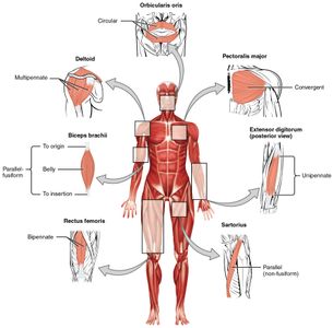 Which of the listed muscles is not involved in skipping?