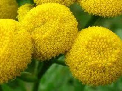 Tansy is sometimes given to cats to stop them from getting sick.