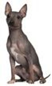 American Hairless ___?