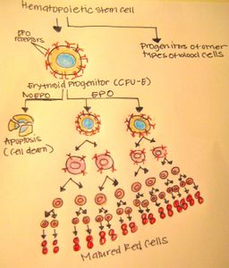 What vitamin helps to form red blood cells?