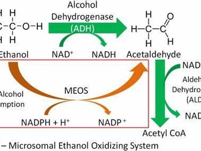 Which organ is primarily responsible for metabolizing alcohol in the body?