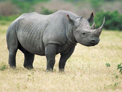 What is a group of rhinoceroses called?