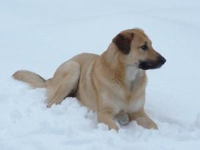 What breed of dog is this?(Capitol on the first letter)