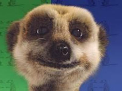 Lots of people have heard of the 'Compare the Market' meerkat, but what is the meerkats name?