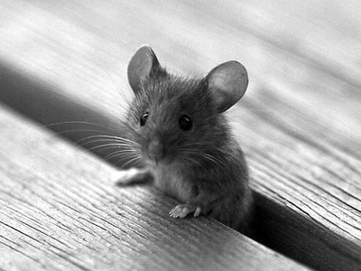 How long do mice live on average?