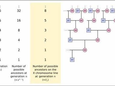 What is the next number in the Fibonacci sequence after 8?