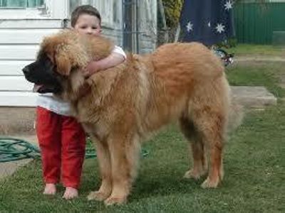 are they the biggest dogs in the world?