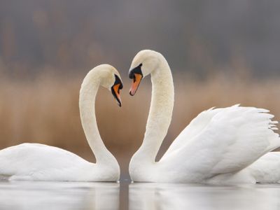 What colour are a swans feathers?