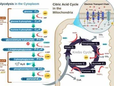 In which organelle does oxidative phosphorylation occur?