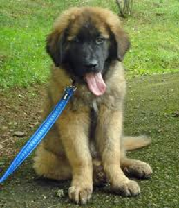 t for true or f for false leonbergers love cold weather