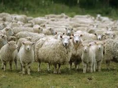 What is a group of sheep known as?