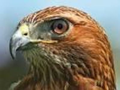 Which birds of prey can you capture (as a falconer) without using a topographical map?