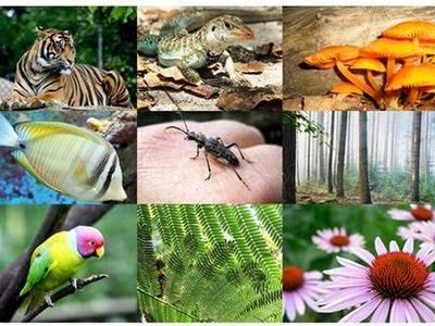 What term describes the variety of life in a particular habitat or ecosystem?