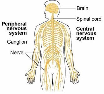 Which of the following is the basic functional unit of the nervous system?