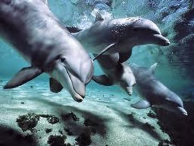 Dolphins are smarter than what?