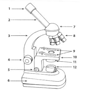 What part of the microscope is depicted by number 4 on the diagram?