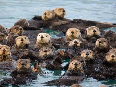 What is a group of otters called?