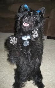 what is this smart dog,he is part scottish terrier...