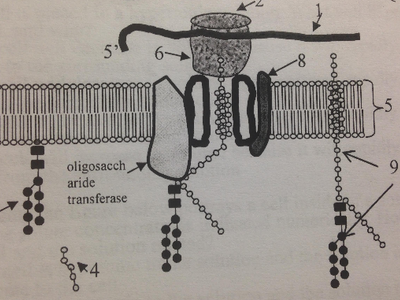 Which organelle membrane is the process shown taking place in?