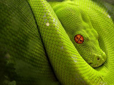 How many species of snakes are venomous?